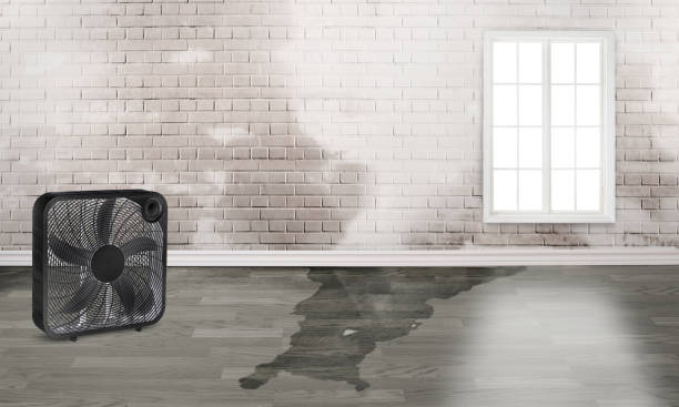 Best Flood damage cleanup  in La Porte, TX